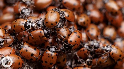 tan lady bugs